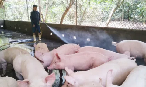 Giá heo hơi hôm nay đồng loạt giảm tại nhiều địa phương