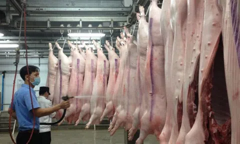 Giá heo hơi giảm nhẹ tại một số tỉnh