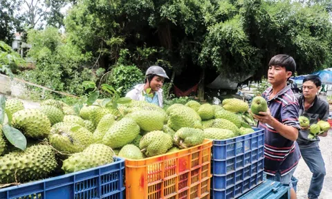 Thị trường xuất khẩu ưa chuộng, giá mãng cầu xiêm tăng cao kỷ lục