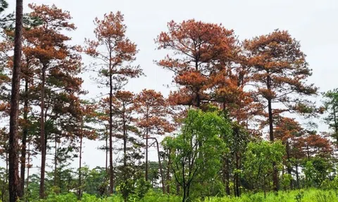 Lâm Đồng: Gần 100 cây thông 3 lá bị đầu độc