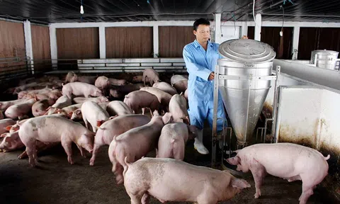 Giá heo hơi tiếp tục giảm trên cả 3 miền, dao động trong khoảng 58.000 - 63.000 đồng/kg