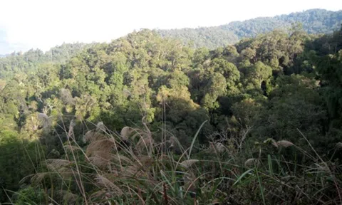 Lâm Đồng: Chuyển đổi mục đích sử dụng gần 3.000m2 đất rừng thông để xây dựng khách sạn – resort Lạc Hồng