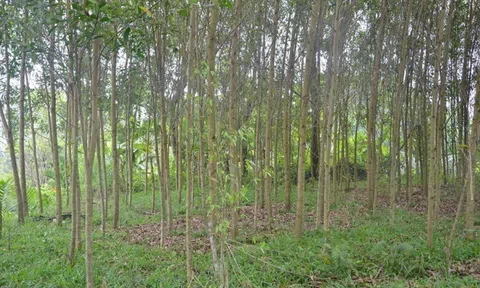 Quy định về chuyển đổi đất rừng sản xuất sang đất trồng cây lâu năm