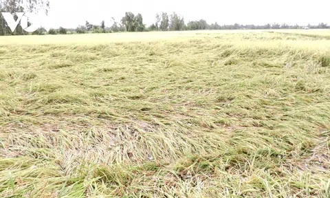 Mưa lớn kéo dài, hơn 32.000 ha lúa Hè thu ở Bạc Liêu bị đổ ngã, ngập úng