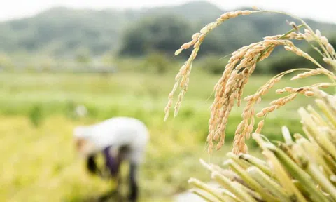 Sau Ấn Độ, thêm Nga và UAE cấm xuất khẩu gạo