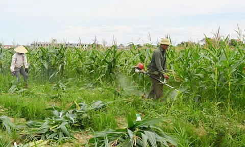Trồng ngô sinh khối tạo vùng nguyên liệu thức ăn cho chăn nuôi