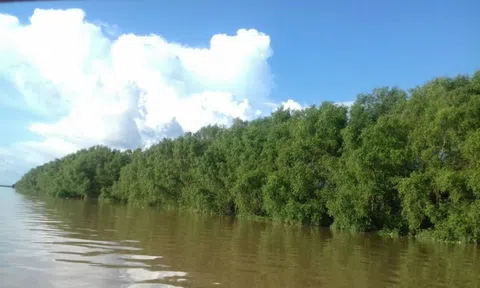 Bảo vệ, phát triển rừng phòng hộ ven biển