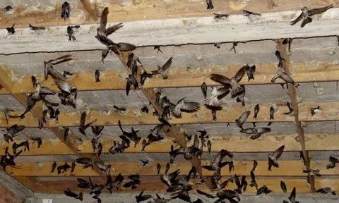 Phát triển nghề nuôi chim yến bền vững ở Kiên Giang