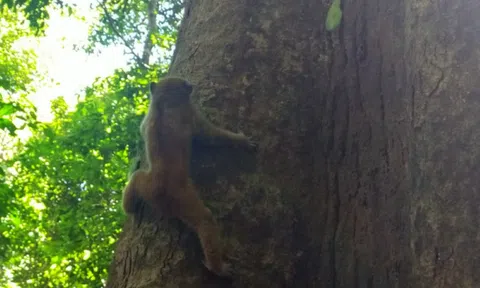 Đề xuất tiêu chí xác định động vật rừng nguy cấp, quý, hiếm