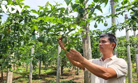 Chanh dây rớt giá, cơ hội để Gia Lai cơ cấu lại ngành hàng