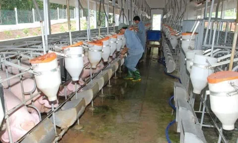 Xây dựng các vùng chăn nuôi an toàn dịch bệnh