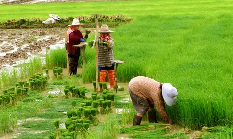 Thái Lan khuyến cáo nông dân giảm diện tích trồng lúa vì El Nino