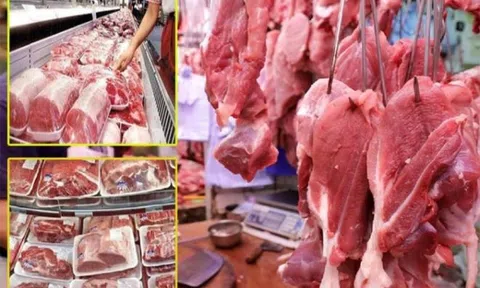 Thịt lợn hơi tiếp tục tăng trên cả 3 miền