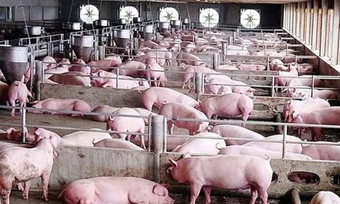 Thịt lợn hơi tiếp đà tăng nhẹ, giá thu mua cao nhất 64.000 đồng/kg