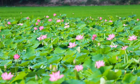 Đồng Tháp có trên 50 sản phẩm OCOP có nguồn gốc từ sen