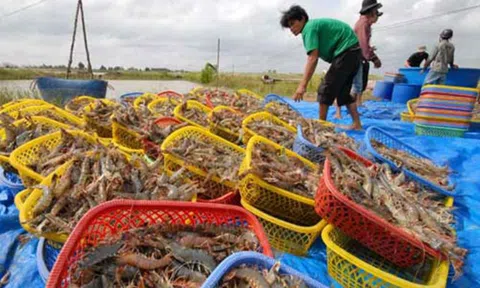Người dân Kiên Giang lo lắng vì giá tôm liên tiếp giảm mạnh