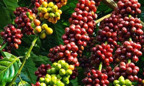 Giá cà phê ngày 11/8: Giá cà phê trong nước và thế giới cùng quay đầu giảm nhẹ