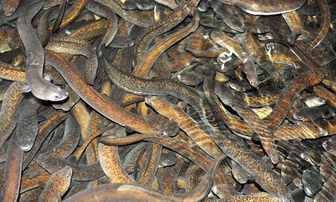 Nâng cao hiệu quả cho cá chình bông ở Phú Yên