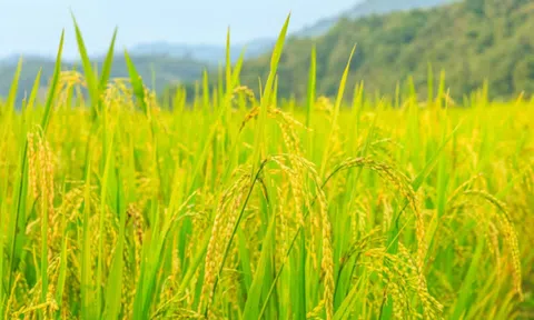 Xu hướng phát triển nông nghiệp thông minh