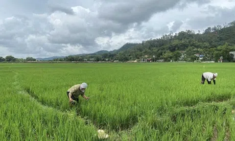 Tập trung phòng trừ sâu bệnh hại lúa vụ mùa