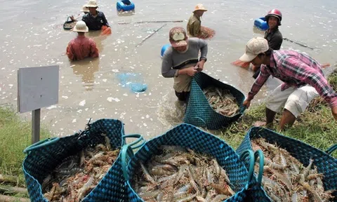 Giải pháp nào để phục hồi xuất khẩu tôm?