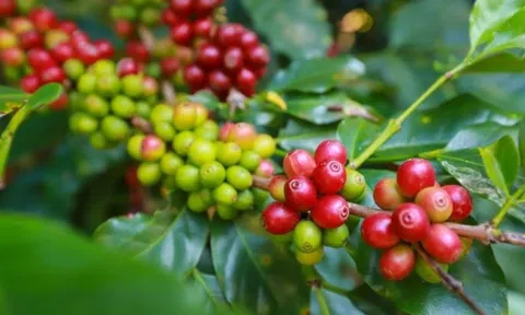 Giá cà phê ngày 15/8: Giá cà phê trong nước giảm nhẹ, giá thu mua cao nhất 67.600 đồng/kg