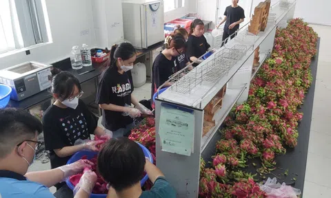 Việt Nam nghiên cứu thành công quy trình sản xuất rượu vang từ thanh long ruột đỏ