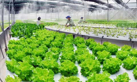 Cải thiện hạ tầng số để phát triển nông nghiệp xanh, bền vững