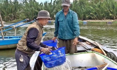 Giá bán giảm mạnh, người nuôi cá chẽm lỗ nặng