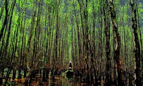 Việt Nam đã phục hồi hơn 4.000 ha rừng ngập mặn