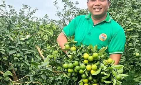Anh nông dân dẫn dắt hợp tác xã cùng làm giàu từ "chanh tứ mùa"