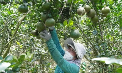 Bình Dương: Cam sành rớt giá, nhiều nông dân chờ “giải cứu”