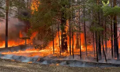 Cháy rừng đe dọa hàng trăm loài động vật hoang dã ở California