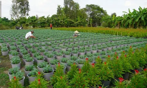 Bến Tre: Gần 10 triệu sản phẩm hoa kiểng sẵn sàng phục vụ thị trường Tết