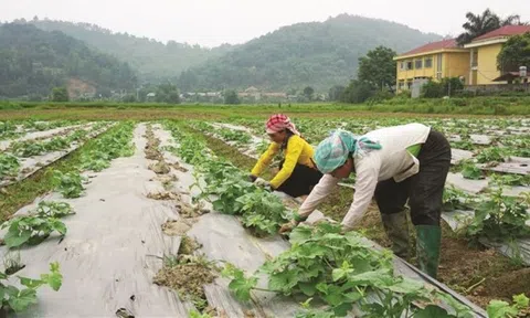 Phòng chống rét đậm, rét hại, bảo vệ cây trồng và vật nuôi