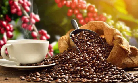 Giá cà phê ngày 1/12: Giá cà phê trong nước ổn định
