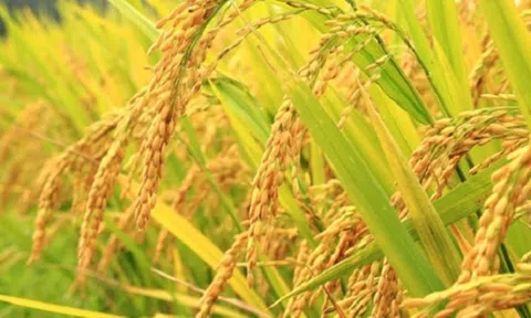 Giá lúa gạo hôm nay tăng nhẹ