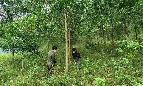Bắc Giang: Phấn đấu đến năm 2025 có từ 16 nghìn ha rừng trồng gỗ lớn trở lên