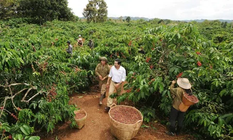 Cà phê được giá, nông dân mở rộng diện tích canh tác