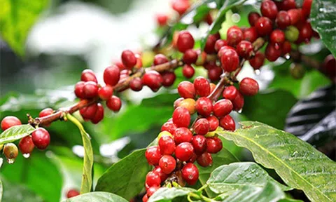 Giá cà phê ngày 8/12: Giá cà phê trong nước giảm nhẹ