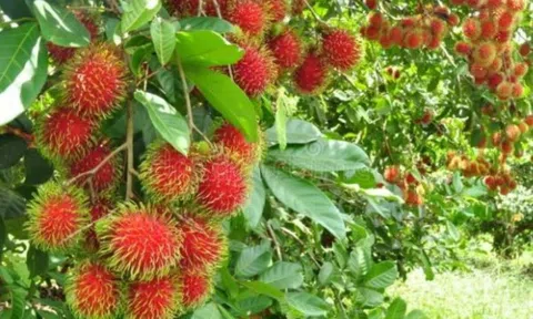 Bến Tre: Trái chôm chôm được cấp Chứng nhận đăng ký chỉ dẫn địa lý