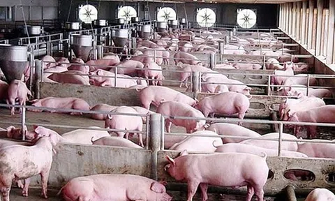 Giá heo hơi tăng nhẹ, cao nhất 51.000 đồng/kg