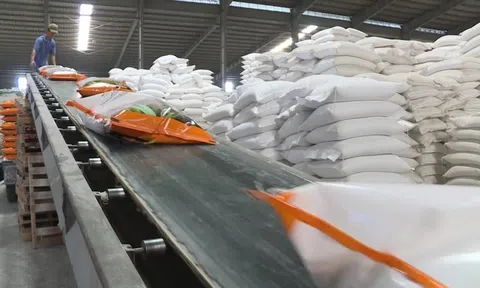 TP.HCM: Nguồn cung gạo Tết ổn định, đáp ứng đủ nhu cầu cho người dân