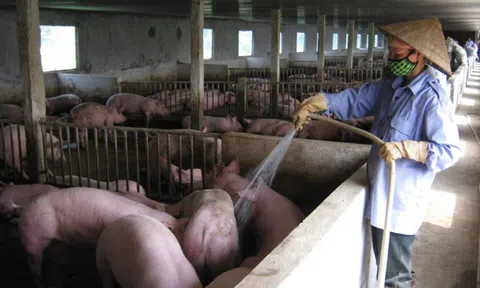 Đắk Nông: Yêu cầu dừng cung cấp con giống cho các trang trại vi phạm bảo vệ môi trường