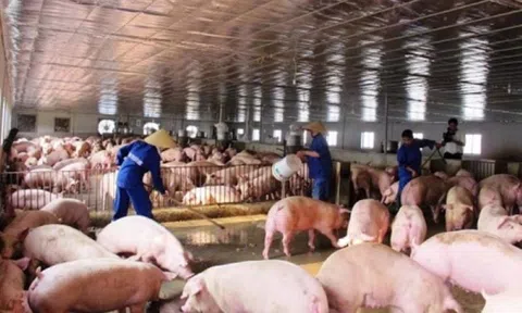 Giá heo hơi hôm nay giảm nhẹ, dao động từ 47.000 - 51.000 đồng/kg