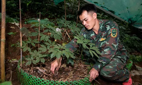 Kon Tum: Phát triển dược liệu giúp người dân vùng cao Tu Mơ Rông thoát nghèo