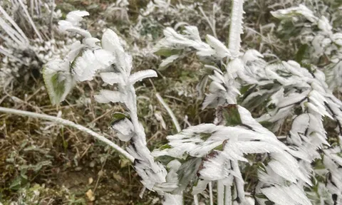 Băng giá xuất hiện trên đỉnh núi ở Mù Cang Chải