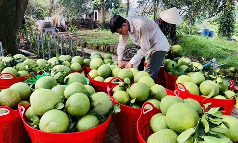 Hòa Bình tập trung phát triển và nâng cao chất lượng cây có múi