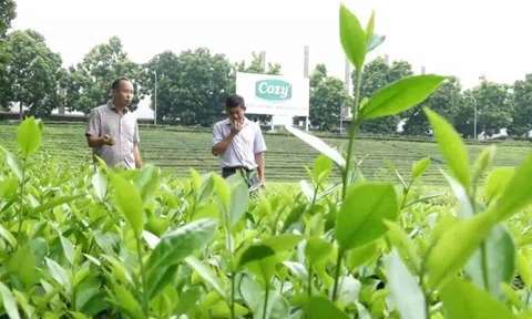 Diễn đàn “Kết nối sản xuất và tiêu thụ chè chất lượng cao” tại Phú Thọ, thúc đẩy phát triển ngành chè