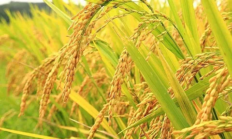 Giá lúa gạo hôm nay 6/7: Giá lúa giảm nhẹ, giá gạo chững lại